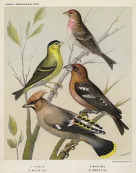 Erlenzeisig, Seidenschwanz, Birkenzeisig, Kreuzschnabel